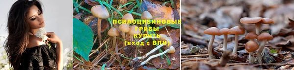 стаф Наволоки